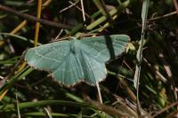Thalera fimbrialis