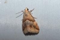 Eublemma parva