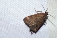 Pyrausta despicata