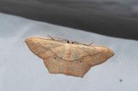 Scopula imitaria