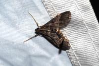 Duponchelia fovealis