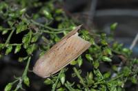 Rhizedra lutosa