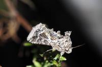 Thysanoplusia daubei