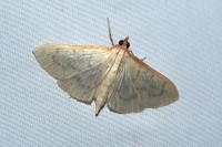Patania ruralis