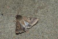 Helicoverpa armigera