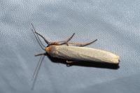 Eilema caniola
