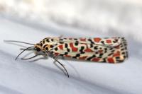 Utetheisa pulchella