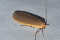 Katha depressa