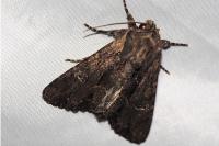 Mniotype occidentalis
