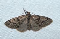 Tephronia sepiaria