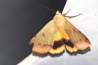 Ophiusa tirhaca