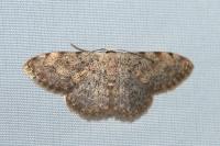 Scopula submutata roseonitens