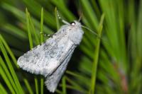 Polymixis dubia