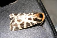 Cymbalophora pudica