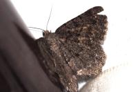Selidosema taeniolaria