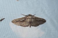 Ecleora solieraria