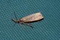 Chilo phragmitellus
