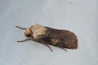 Agrotis puta