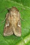 Phragmatiphila nexa