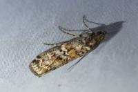 Dioryctria abietella