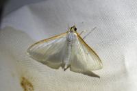 Palpita vitrealis