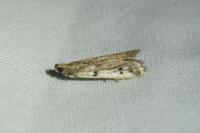 Phycitodes binaevella