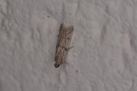 Phycitodes binaevella