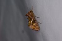 Chrysodeixis chalcites