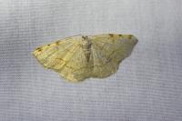 Stegania trimaculata