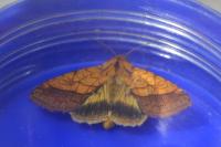 Pyrrhia umbra