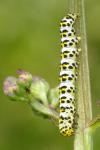 Cucullia scrophulariae