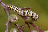 Cucullia scrophulariae