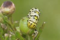 Cucullia scrophulariae