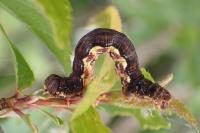Erannis defoliaria