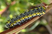 Diloba caeruleocephala