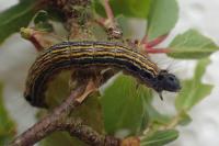 Malacosoma neustria