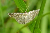 Scopula immorata
