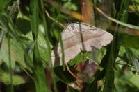 Scotopteryx luridata/mucronata