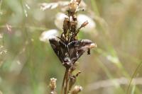 Autographa gamma