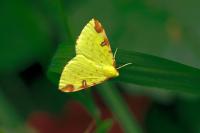 Opisthograptis luteolata