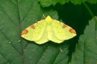 Opisthograptis luteolata