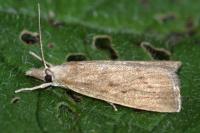 Calamotropha paludella