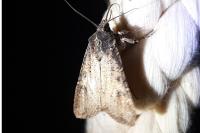 Peridroma saucia
