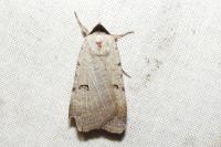 Lygephila craccae
