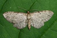 Anticollix sparsata