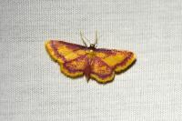 Idaea muricata