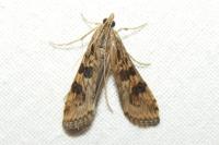 Nomophila noctuella