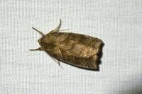 Ipimorpha retusa