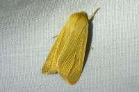 Mythimna pallens
