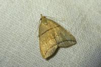 Herminia grisealis